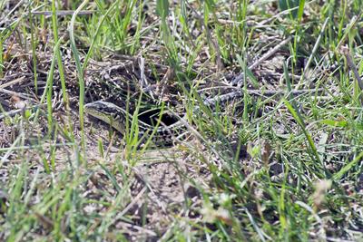 Podarcis tauricus, the Balkan wall lizard, is a common lizard in the family Lacertidae native to south eastern Europe and Asia Minor. It is a terrestrial species found in steppe, grassland, olive groves, cultivated land, meadows, rural gardens, sparsely vegetated sand dunes and scrubby areas.-stock-photo