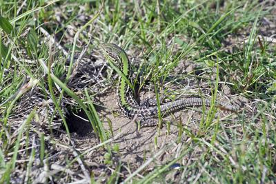 Podarcis tauricus, the Balkan wall lizard, is a common lizard in the family Lacertidae native to south eastern Europe and Asia Minor. It is a terrestrial species found in steppe, grassland, olive groves, cultivated land, meadows, rural gardens, sparsely vegetated sand dunes and scrubby areas.-stock-photo