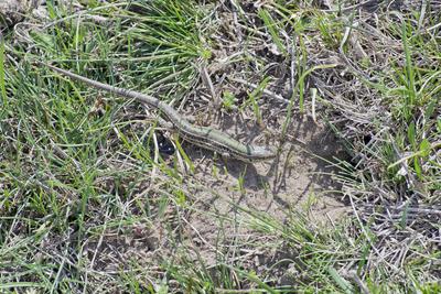 Podarcis tauricus, the Balkan wall lizard, is a common lizard in the family Lacertidae native to south eastern Europe and Asia Minor. It is a terrestrial species found in steppe, grassland, olive groves, cultivated land, meadows, rural gardens, sparsely vegetated sand dunes and scrubby areas.-stock-photo