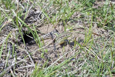 Podarcis tauricus, the Balkan wall lizard, is a common lizard in the family Lacertidae native to south eastern Europe and Asia Minor. It is a terrestrial species found in steppe, grassland, olive groves, cultivated land, meadows, rural gardens, sparsely vegetated sand dunes and scrubby areas.-stock-foto