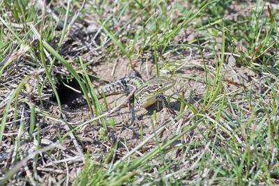 Podarcis tauricus, the Balkan wall lizard, is a common lizard in the family Lacertidae native to south eastern Europe and Asia Minor. It is a terrestrial species found in steppe, grassland, olive groves, cultivated land, meadows, rural gardens, sparsely vegetated sand dunes and scrubby areas.-stock-photo