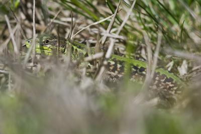 Podarcis tauricus, the Balkan wall lizard, is a common lizard in the family Lacertidae native to south eastern Europe and Asia Minor. It is a terrestrial species found in steppe, grassland, olive groves, cultivated land, meadows, rural gardens, sparsely vegetated sand dunes and scrubby areas.-stock-foto