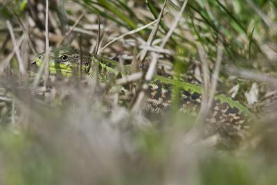 Podarcis tauricus, the Balkan wall lizard, is a common lizard in the family Lacertidae native to south eastern Europe and Asia Minor. It is a terrestrial species found in steppe, grassland, olive groves, cultivated land, meadows, rural gardens, sparsely vegetated sand dunes and scrubby areas.-stock-photo