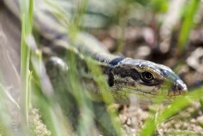 Podarcis tauricus, the Balkan wall lizard, is a common lizard in the family Lacertidae native to south eastern Europe and Asia Minor. It is a terrestrial species found in steppe, grassland, olive groves, cultivated land, meadows, rural gardens, sparsely vegetated sand dunes and scrubby areas.-stock-photo