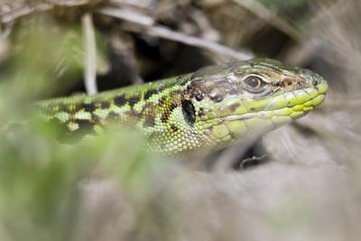Podarcis tauricus, the Balkan wall lizard, is a common lizard in the family Lacertidae native to south eastern Europe and Asia Minor. It is a terrestrial species found in steppe, grassland, olive groves, cultivated land, meadows, rural gardens, sparsely vegetated sand dunes and scrubby areas.-stock-foto