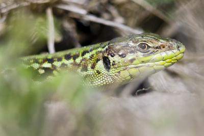 Podarcis tauricus, the Balkan wall lizard, is a common lizard in the family Lacertidae native to south eastern Europe and Asia Minor. It is a terrestrial species found in steppe, grassland, olive groves, cultivated land, meadows, rural gardens, sparsely vegetated sand dunes and scrubby areas.-stock-photo