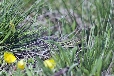 Podarcis tauricus, the Balkan wall lizard, is a common lizard in the family Lacertidae native to south eastern Europe and Asia Minor. It is a terrestrial species found in steppe, grassland, olive groves, cultivated land, meadows, rural gardens, sparsely vegetated sand dunes and scrubby areas.-stock-photo