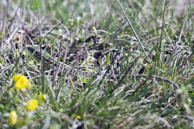 Podarcis tauricus, the Balkan wall lizard, is a common lizard in the family Lacertidae native to south eastern Europe and Asia Minor. It is a terrestrial species found in steppe, grassland, olive groves, cultivated land, meadows, rural gardens, sparsely vegetated sand dunes and scrubby areas.-stock-photo