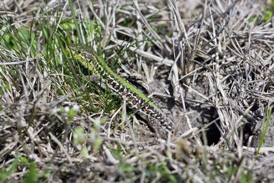 Podarcis tauricus, the Balkan wall lizard, is a common lizard in the family Lacertidae native to south eastern Europe and Asia Minor. It is a terrestrial species found in steppe, grassland, olive groves, cultivated land, meadows, rural gardens, sparsely vegetated sand dunes and scrubby areas.-stock-photo
