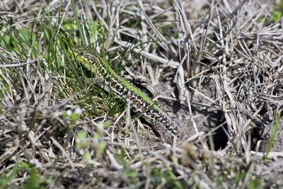 Podarcis tauricus, the Balkan wall lizard, is a common lizard in the family Lacertidae native to south eastern Europe and Asia Minor. It is a terrestrial species found in steppe, grassland, olive groves, cultivated land, meadows, rural gardens, sparsely vegetated sand dunes and scrubby areas.-stock-foto