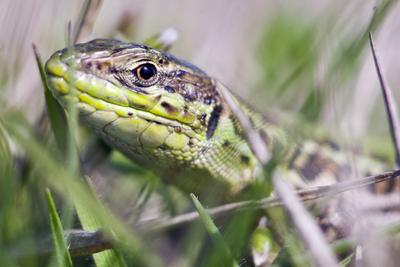 Podarcis tauricus, the Balkan wall lizard, is a common lizard in the family Lacertidae native to south eastern Europe and Asia Minor. It is a terrestrial species found in steppe, grassland, olive groves, cultivated land, meadows, rural gardens, sparsely vegetated sand dunes and scrubby areas.-stock-photo