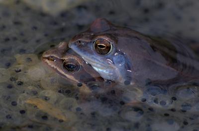 Marsh frog from Hungary/somogy county-stock-foto
