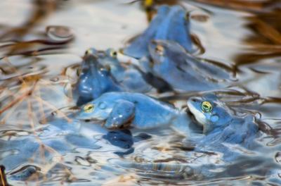 Marsh frog from Hungary/somogy county-stock-foto