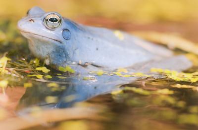 Marsh frog from Hungary/somogy county-stock-foto