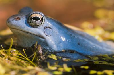 Marsh frog from Hungary/somogy county-stock-foto