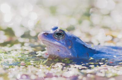 Marsh frog from Hungary/somogy county-stock-foto