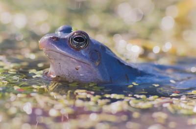 Marsh frog from Hungary/somogy county-stock-foto