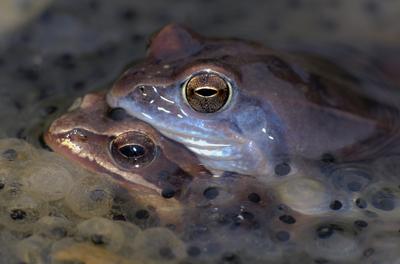 Marsh frog from Hungary/somogy county-stock-foto