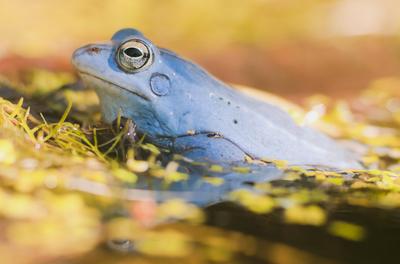 Marsh frog from Hungary/somogy county-stock-foto