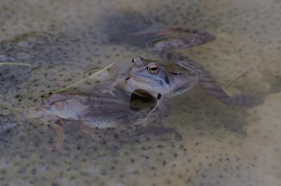 Marsh frog from Hungary/somogy county-stock-foto