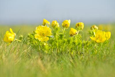 A Volgai hérics (Adonis vernasis)-stock-foto