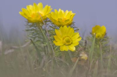 A Volgai hérics (Adonis vernasis)-stock-foto