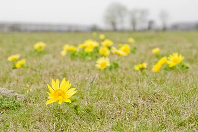 A Volgai hérics (Adonis vernasis)-stock-foto