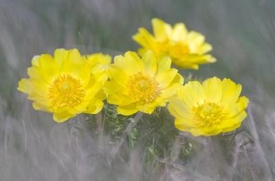 A Volgai hérics (Adonis vernasis)-stock-foto