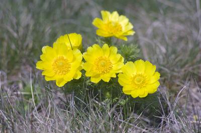 A Volgai hérics (Adonis vernasis)-stock-foto