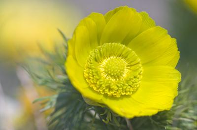 A Volgai hérics (Adonis vernasis)-stock-foto