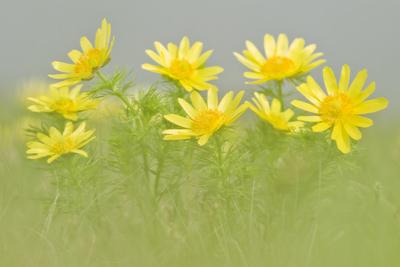 A Volgai hérics (Adonis vernasis)-stock-foto