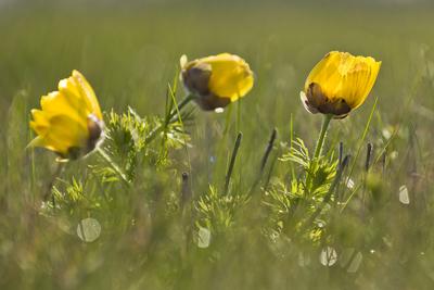 A Volgai hérics (Adonis vernasis)-stock-foto