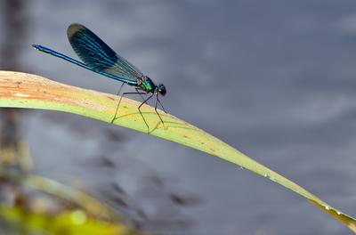 Dragonfly-stock-photo