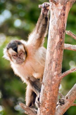 Apella csuklyásmajom (Cebus apella) hímje-stock-foto