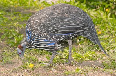 A Keselyűnyakú gyöngytyúk (Acryllium vulturium)-stock-foto