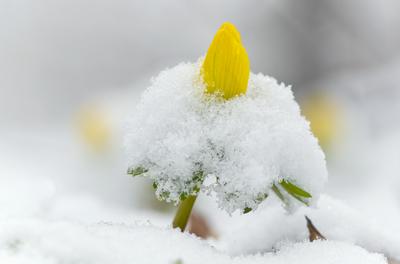 A Téltemető (Eranthis hyemalis)-stock-foto