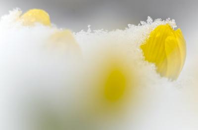 A Téltemető (Eranthis hyemalis)-stock-foto