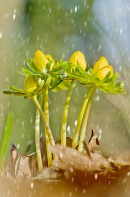 A Téltemető (Eranthis hyemalis)-stock-foto