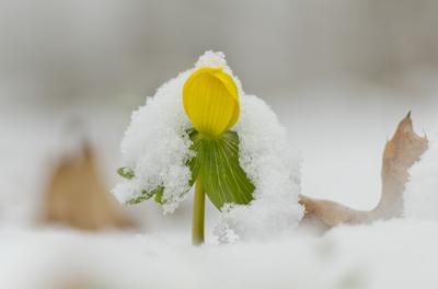 A Téltemető (Eranthis hyemalis)-stock-foto