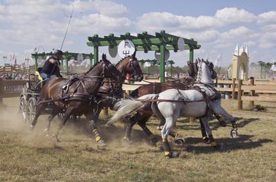 FEI Driving European Championship for Four in Hand- Budapest 2021-stock-foto