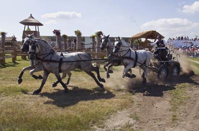 FEI Driving European Championship for Four in Hand- Budapest 2021-stock-foto