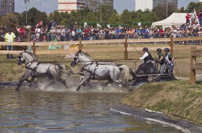 FEI Driving European Championship for Four in Hand- Budapest 2021-stock-foto