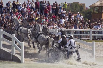 FEI Driving European Championship for Four in Hand- Budapest 2021-stock-foto