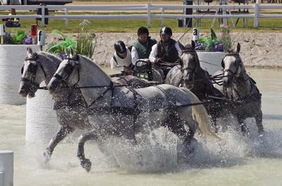 FEI Driving European Championship for Four in Hand- Budapest 2021-stock-foto