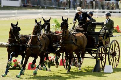 FEI Driving European Championship for Four in Hand- Budapest 2021-stock-foto