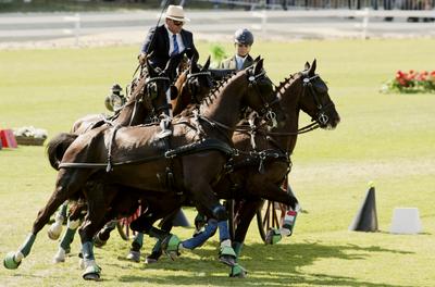 FEI Driving European Championship for Four in Hand- Budapest 2021-stock-foto