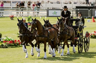 FEI Driving European Championship for Four in Hand- Budapest 2021-stock-foto