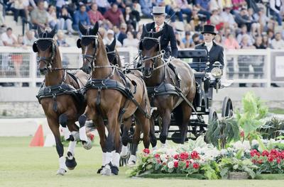 FEI Driving European Championship for Four in Hand- Budapest 2021-stock-foto