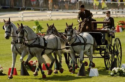 FEI Driving European Championship for Four in Hand- Budapest 2021-stock-foto