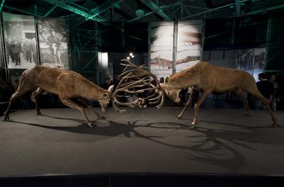 World of Hunting and Nature Exhibition Hungexpo/Hungary 2021/Budapest-stock-foto